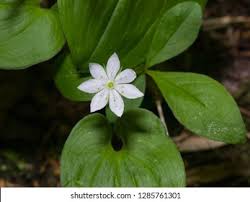 Attēlu rezultāti vaicājumam “Trientalis europaea leaf”