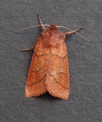 Attēlu rezultāti vaicājumam “Mythimna turca”