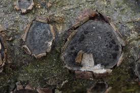 Attēlu rezultāti vaicājumam “Biscogniauxia granmoi”