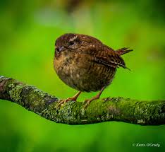 Attēlu rezultāti vaicājumam “Troglodytes troglodytes”