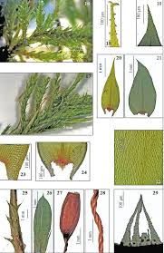Attēlu rezultāti vaicājumam “Antitrichia curtipendula macro”