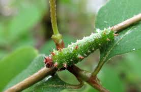 Attēlu rezultāti vaicājumam “Limenitis camilla underside”