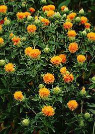 Image result for Carthamus tinctorius