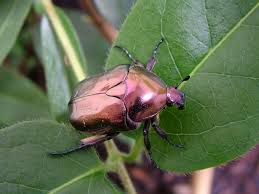 Attēlu rezultāti vaicājumam “Potosia cuprea imago”