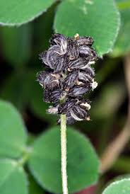 Attēlu rezultāti vaicājumam “Medicago lupulina”