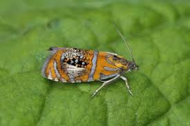 Attēlu rezultāti vaicājumam “Olethreutes arcuella”