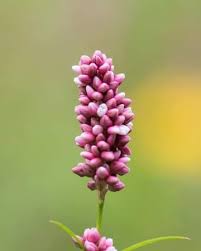 Attēlu rezultāti vaicājumam “Persicaria maculosa”
