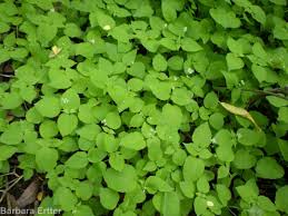 Attēlu rezultāti vaicājumam “Circaea alpina leaf”