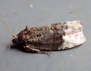 Attēlu rezultāti vaicājumam “Apotomis betuletana”