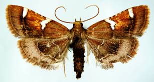 Attēlu rezultāti vaicājumam “Pyralis regalis”