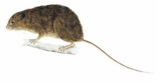 Attēlu rezultāti vaicājumam “Cricetidae”