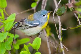 Image result for Parula americana