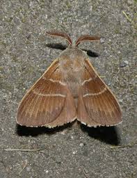 Attēlu rezultāti vaicājumam “Macrothylacia rubi”