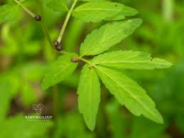Attēlu rezultāti vaicājumam “Cardamine bulbifera leaf”