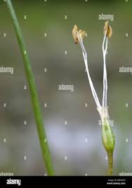 Attēlu rezultāti vaicājumam “Plantago uniflora flower”