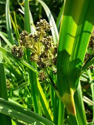 Attēlu rezultāti vaicājumam “Scirpus sylvaticus flower”