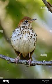 Image result for Hylocichla mustelina