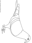 Pigeon coloring page