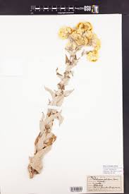 Image result for Helichrysum foetidum