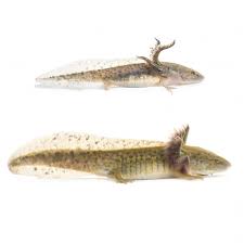 Attēlu rezultāti vaicājumam “Diderma tigrinum stalked”