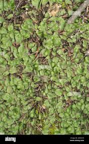 Attēlu rezultāti vaicājumam “Marchantiopsida”