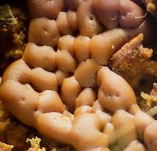 Attēlu rezultāti vaicājumam “Lycogala fuscoolearium young”