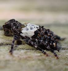 Attēlu rezultāti vaicājumam “Pogonocherus hispidulus”