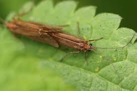 Attēlu rezultāti vaicājumam “Chaetopteryx villosa”