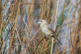 Image result for Emberiza aureola