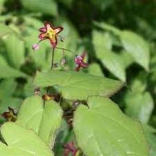 Attēlu rezultāti vaicājumam “Epimedium alpinum”