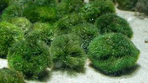 Imagini pentru Cladophora aegagropila