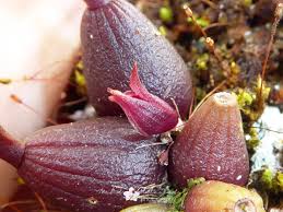 Attēlu rezultāti vaicājumam “Pseudotaxiphyllum elegans macro”