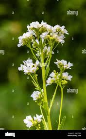 Attēlu rezultāti vaicājumam “Armoracia rusticana leaf”
