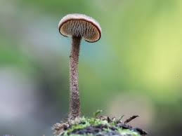 Attēlu rezultāti vaicājumam “Auriscalpium vulgare”