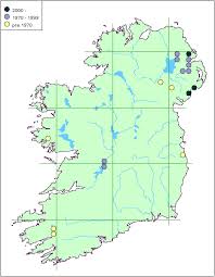 Attēlu rezultāti vaicājumam “Calodromius spilotus”