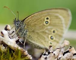 Attēlu rezultāti vaicājumam “Aphantopus hyperantus”