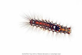 Attēlu rezultāti vaicājumam “Euproctis similis”