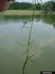 Attēlu rezultāti vaicājumam “Najadaceae”