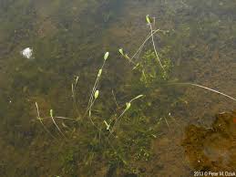 Attēlu rezultāti vaicājumam “Limosella aquatica”