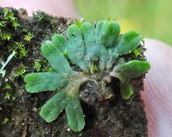 Attēlu rezultāti vaicājumam “Riccia rhenana”