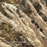 Attēlu rezultāti vaicājumam “Corynephorus canescens leaf”