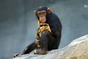 Ape - gorillas, chimpanzees, apes in zoo, apes in tropical forest ...
