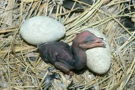 Attēlu rezultāti vaicājumam “Phalacrocorax carbo nest”