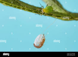 Attēlu rezultāti vaicājumam “Chrysopa eggs”