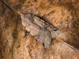 Attēlu rezultāti vaicājumam “Agrochola litura”