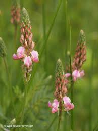 Image result for Onobrychis viciifolia