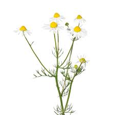 Image result for Kamille