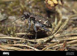 Attēlu rezultāti vaicājumam “Cicindela sylvatica imago”