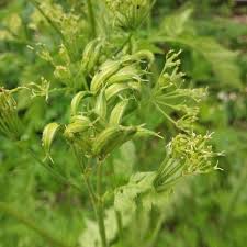 Image result for Myrrhis odorata