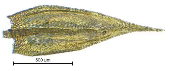 Attēlu rezultāti vaicājumam “Sciuro-hypnum curtum sporophyte”